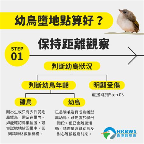 鳥築巢怎麼辦|鳥巢幼鳥救傷指南 Bird Nest Nestling Rescue Guidelines